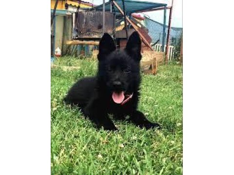 %100 Safkan Siyah (Solid Black) Alman Kurdu