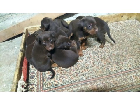 2 Yaşlarında Dişi Kızıl Doberman