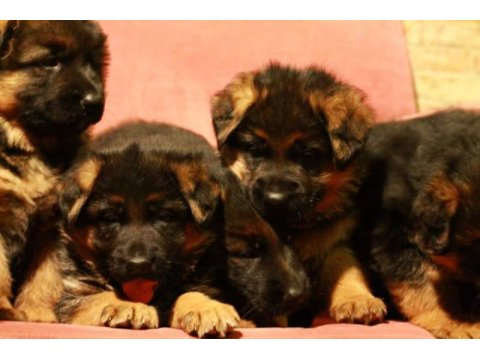 Alman Çoban Köpeği Yavruları
