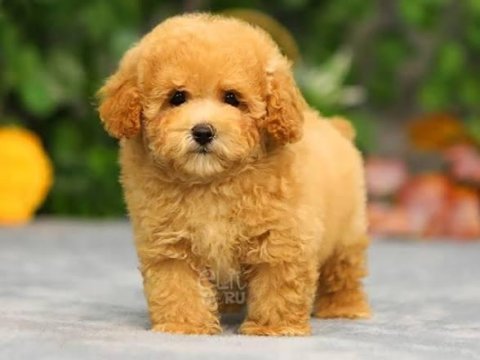 Orjinal Maltipoo Köpekleri