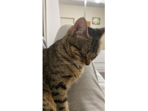 İşimden Dolayı Kedimi Sahiplendiriyorum