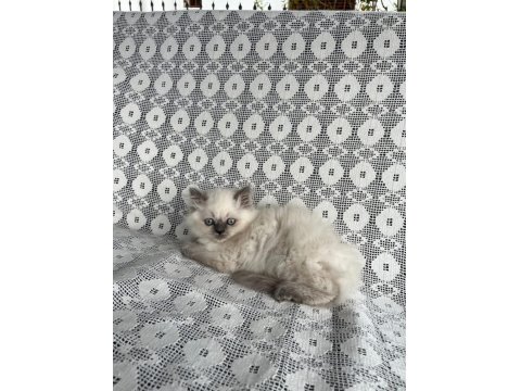 Minik British Yavrumuza Yuva Arıyoruz