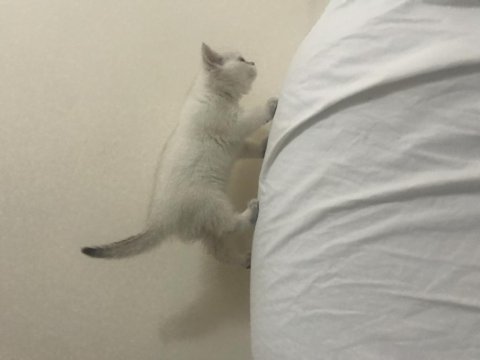 Pamuk Prenses Kedimiz Yeni Yuva Arıyor