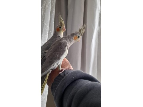2 Aylık 3 Adet Sultan Papağanı (Cinsiyet Henüz Belli Değil)
