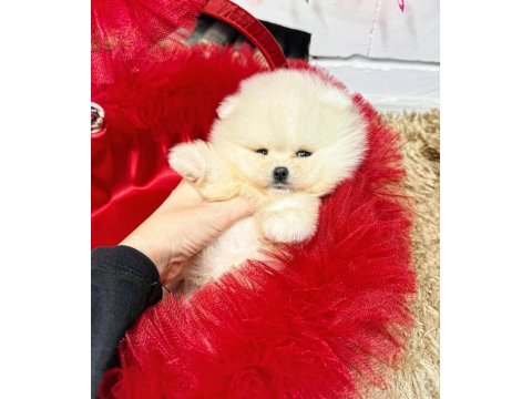 Sevimli Pomeranian Boo Yavrularımız