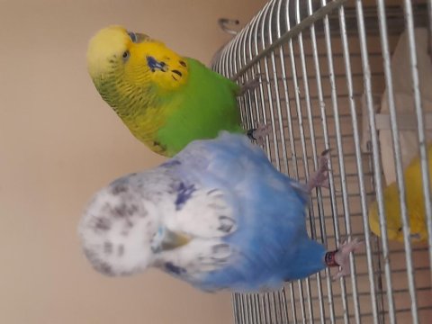 Renk Güzeli Jumbo Muhabbet Kuşlar