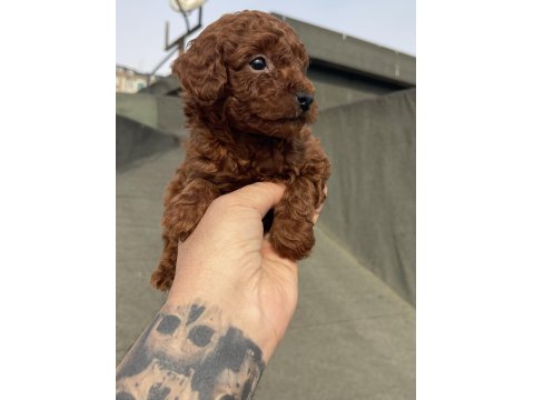 Koyu Kırmızı (Dark Brown) Toy Poodle