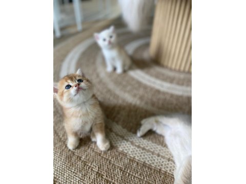 British Shorthair Yavru Kediler Rezerveye Açık!