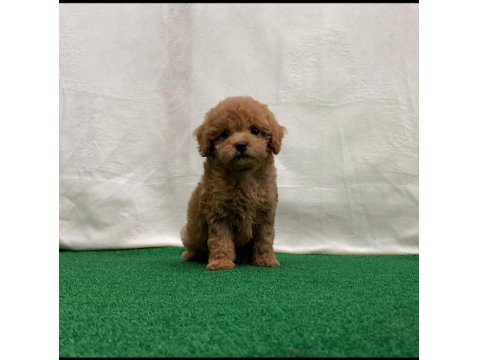 Toy Poodle Yavruları