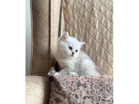 Full Şecereli Anne Babanın Silver British Shorthair Bebeği