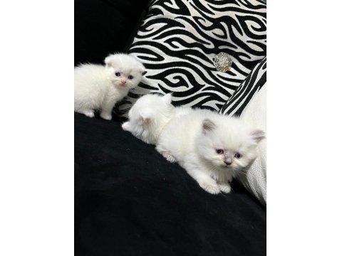 British Scottish Kedisi 2 Aylık Dişi