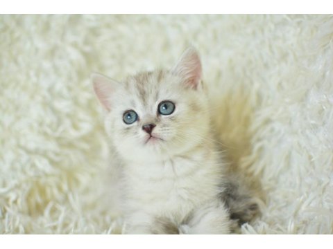 Muhteşem Tatlı Silver British Shorthair