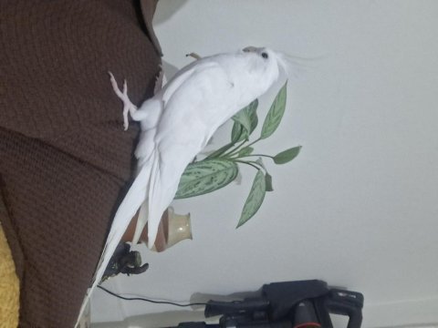 Full Evcil Beyaz Albino Sultan Papağanı