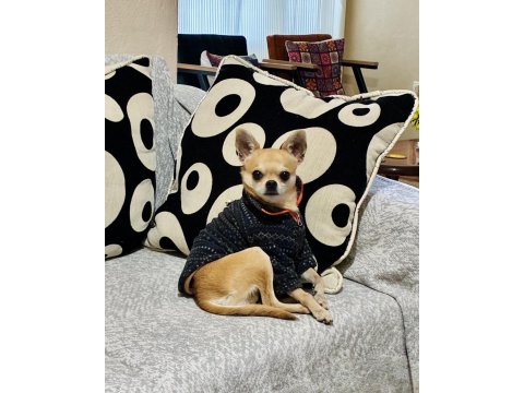 Sıfır Numara 1 Kilo 300 Gram Chihuahua