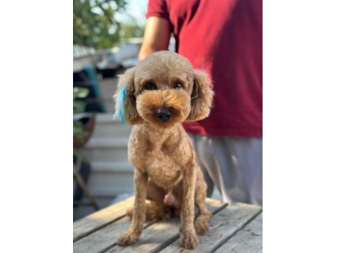 Poodle Erkek Köpeğimiz