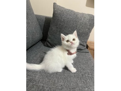 Pofuduk Surat British Longhair