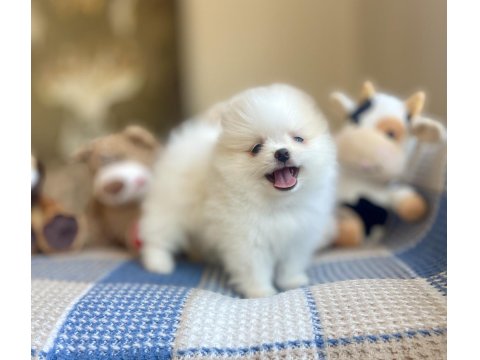 Ayı Surat Pomeranian Boo Yavrular