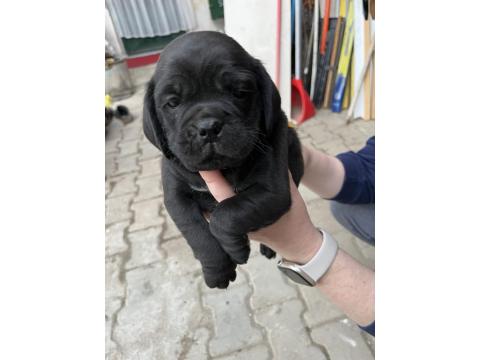 1,5 Aylık Siyah Pug Yavrular