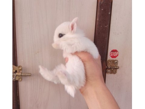 Orjinal Cüce Tavşan Yavruları