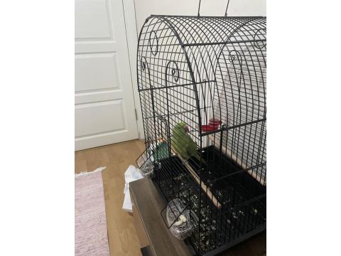 2 Yaşında Dişi Pakistan Papağanı