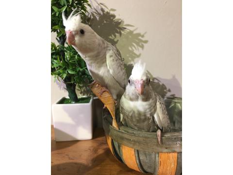 %100 El Beslemesi Full Evcil Yavru Sultan Papağanı