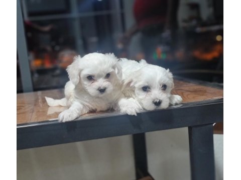 Lekesiz Maltese Terrier Minnak Köpeklerim