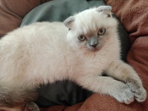 2 Buçuk Aylık Yavru Kedimiz