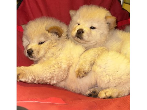 Orjinal Irkının Nadir Özellikleri Mevcut Çin Aslanı