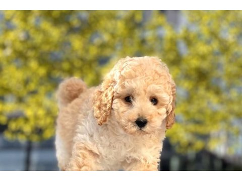 Toy Poodle Cinsi Sevimli Köpeklerim