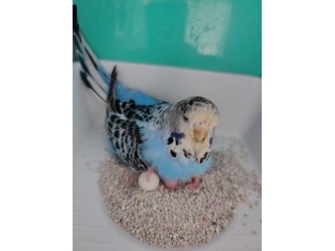 Hazır Yumurtalı Muhabbet Kuşu Jumbo Takım