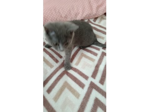 A Kalite British Shorthair