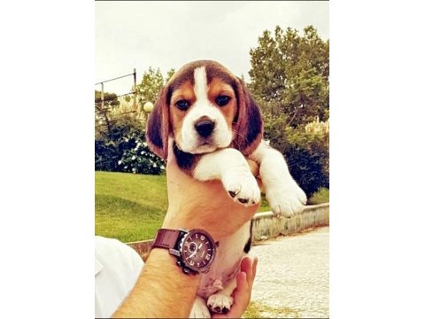 Irk Garantili Beagle Yavruları