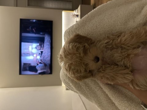 Çok Tatlı Maltipoo