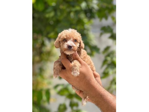 Sevimli Maltipoo Yavru Köpeklerimiz