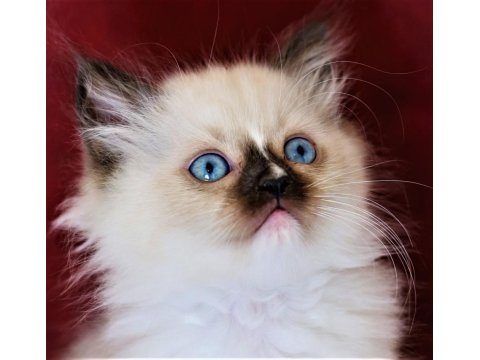 Dişi Ragdoll Yavrumuz Yeni Yuvasını Arıyor