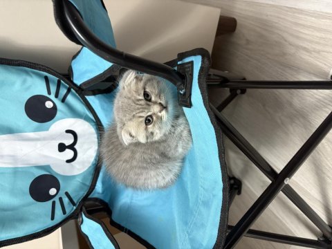 2 Aylık Kırık Kulak Dişi Scottish Fold