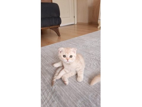Minik Yavru Kedimiz