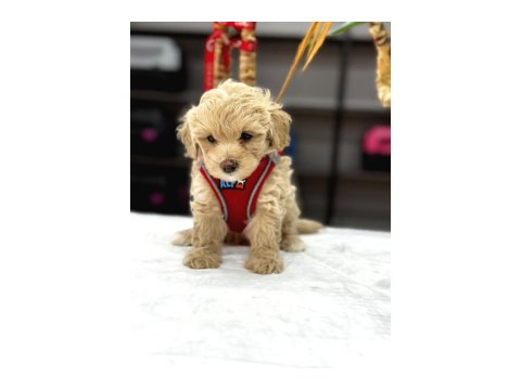 Muhteşem Poodle Bebekler