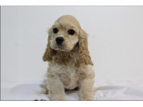 Irk Garantili Cocker Yavruları