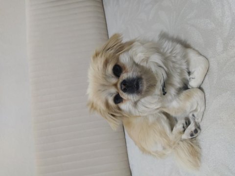 Lili 1 Yaşında Pekinez