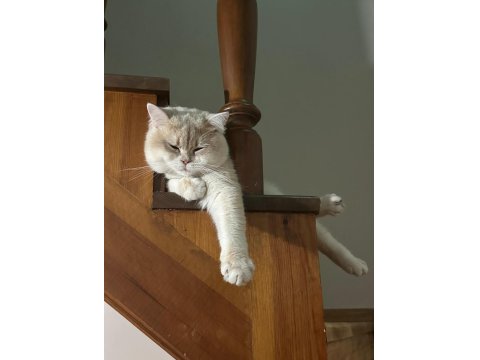 Ay12 Blue Golden British Shorthair Full Anne-Baba Şecere