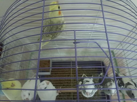 Her Renk Evcil Yavru Mevcut Sultan Papağanı