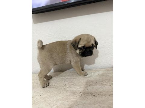 50 Günlük Sağlıklı Dişi Pug