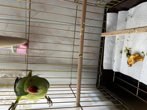 Pakistan Papağanımız