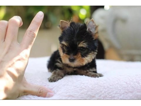 Sevimli Yorkshire Terrier Yavruları