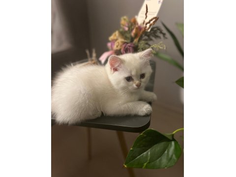 3 Aylık Golden Point British Shorthair Yavruları