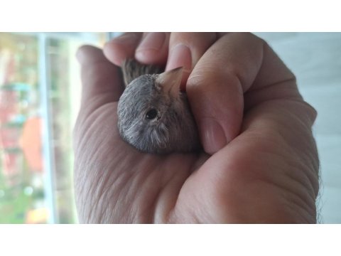 Güzel Kanarya Erkek Kızgın