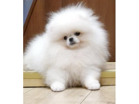 Bembeyaz Ayı Surat Pomeranian