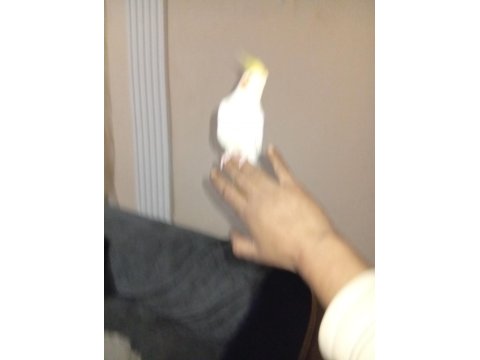 İnsan Aşığı Sultan Papağanımız