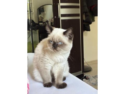 Dişi British Shorthair